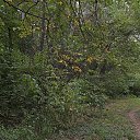 ���� ���������, ������ - ��������� 31 ������� 2017 � ������ ��������� � ������������ ��� 20 ������� 2017 ����