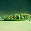 ���� �������, �����-���������, 55 ��� - ��������� 16 ���� 2017 � ������ ���������Ȼ