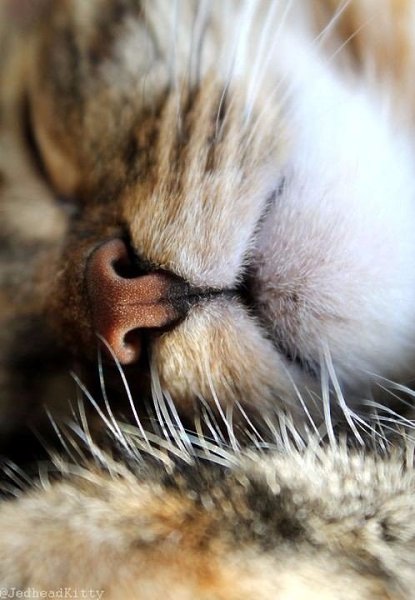 Кошка выбирает себе хозяина, и никак иначе. - 6