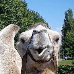 ���� �������, ��������������, 62 ���� - ��������� 4 ������ 2017