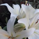 ���� ������, ������ - ��������� 22 ������� 2017 � ������ ���� �������!!!�