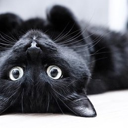 ���� Black Cat, ������������, 24 ���� - ��������� 5 ������� 2017