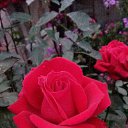 ���� �������, ��������, 63 ���� - ��������� 7 ������ 2017 � ������ ������ ��������