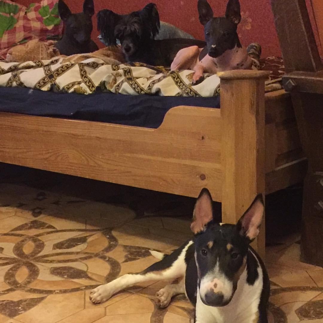 #aht #ahtpuppy #ahtforsale #americanhairlessterrier #��� #�������� #��������� #��������� ...
