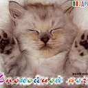 ���� �������, �����-���������, 37 ��� - ��������� 19 ������� 2017