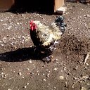 ���� ������, ���������-�������, 57 ��� - ��������� 30 ���� 2017 � ������ ���� ����������