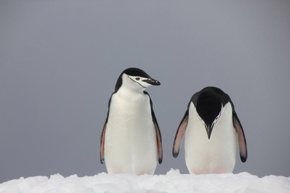   Comedy Wildlife Photography Awards https://fotostrana.ru/away?to=/sl/uHW3 Wildlife Photography Awards  ... - 5