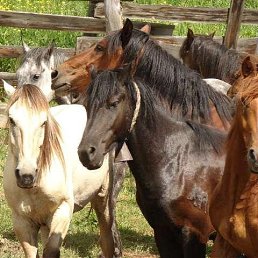 ���� �����, ������������ - ��������� 17 ������ 2017