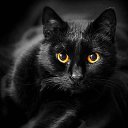 ���� ����� �����, ����, 50 ��� - ��������� 21 ���� 2017 � ������ �������� ������