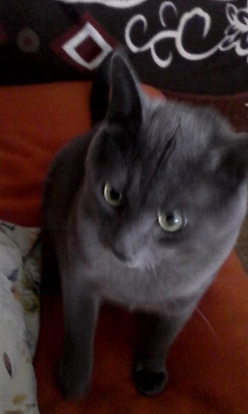 #Безкота_добро.Это мой котик Бакс, ласково называю его Баксик, Баксюша, Бакси, Бакс Великолепный. ...