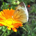 ���� Oksana, ����� - ��������� 17 ������� 2017 � ������ ���� ����������