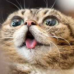 ������, ������