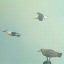  , , 51  -  29  2017    2017