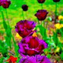  ,  -  15  2017       Ż