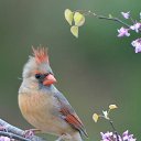 ���� �������, �����������, 36 ��� - ��������� 7 ��� 2017 � ������ ���� ����������