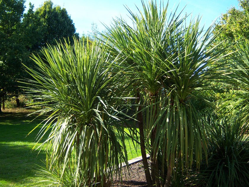 .    (Cordyline australis).      ,  ...