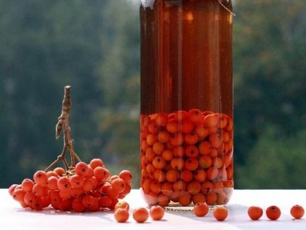 Настойка из рябины в домашних условиях.Для настойки рекомендуется собирать плоды красной рябины не ... - 2