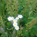 ���� �����, ���������, 51 ��� - ��������� 17 ���� 2017 � ������ �������� �������..�