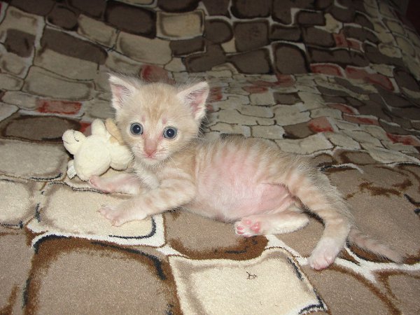 #Безкота_Добро.Мы забрали нашего Левика с улицы, когда шли домой с работы. Он лежал возле гаражей в ... - 3