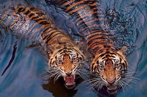 ������ ��������