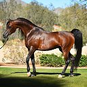 ���� ������, �����������, 75 ��� - ��������� 20 ���� 2017 � ������ ����Ȼ