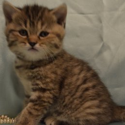 ������, ��������, 53 ����