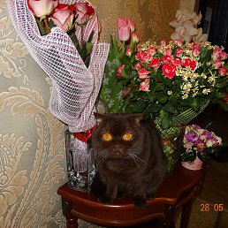 ����, ������