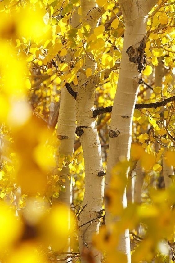  ! - 26  2017  15:15 - 2