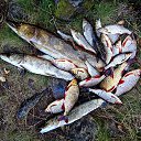 ���� Vyacheslav, �����, 47 ��� - ��������� 20 ������� 2017 � ������ ������ ��������