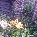 ���� Nikolay, ������ ��������, 73 ���� - ��������� 2 ������� 2017 � ������ ���� ����������