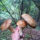 ���� �������, �������, 53 ���� - ��������� 25 ������� 2017 � ������ ���� ����������