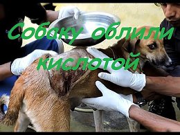  .   .Animal Aid:       ,     ,   .     ,  ...