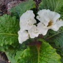 ���� ��������, ������� - ��������� 21 ��� 2017 � ������ ������..�