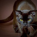 ���� �����, ������ - ��������� 20 ���� 2017 � ������ ���� ����������
