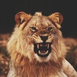 �����, �����-���������, 40 ���