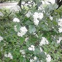 ���� �����, ��������, 47 ��� - ��������� 14 ���� 2017 � ������ ���� ����������