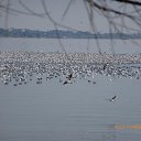 ���� Raisa, ��������� - ��������� 12 ������ 2017 � ������ ���� ����������