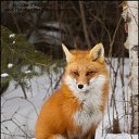 ���� ����, ������ ��������, 41 ��� - ��������� 19 ���� 2017 � ������ ���� ����������