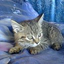 ���� ������, ����, 53 ���� - ��������� 11 ������ 2017 � ������ ���� ����������