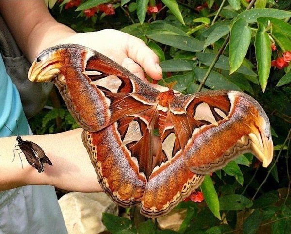 Attacus Atlas       .