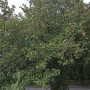 ���� ���������, ������ - ��������� 31 ������� 2017 � ������ ��������� � ������������ ��� 20 ������� 2017 ����