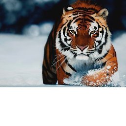 ���������, ���������