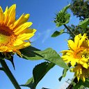  Ver@, , 71  -  10  2017    .