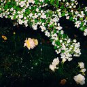  , , 75  -  29  2017   Ҹ   2017