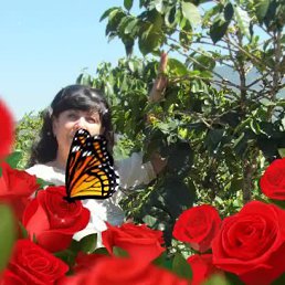 �������, ����-��, 62 ����