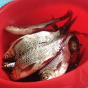 ���� ������ ��������, ������ �������, 63 ���� - ��������� 16 ��� 2017 � ������ ���� ����������