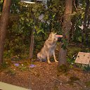 ���� �������, ������, 36 ��� - ��������� 25 ���� 2017 � ������ �������� �� ������ ������ (��������� - ������) (���� 2017)�