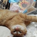���� �����, ����� - ��������� 20 ������ 2017 � ������ ���� ����������
