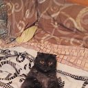 ��� ��������