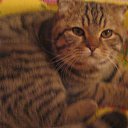 ��� �������! �� ������� ���� ߻